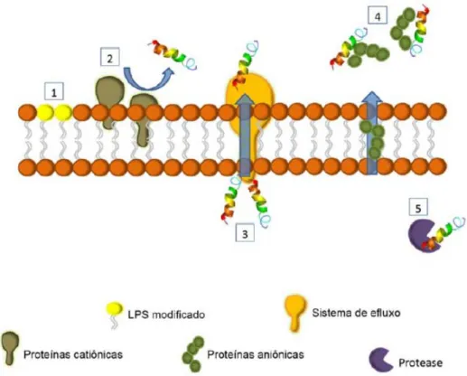 Figura 4. Esquema dos diferentes mecanismos de resistência bacteriana contra a ação dos  PAMs:  (1)  modificações  estruturais  nos  componentes  da  membrana,  diminuindo  a  intensidade da atração entre os PAMs e a membrana; (2) proteínas catiônicas expr