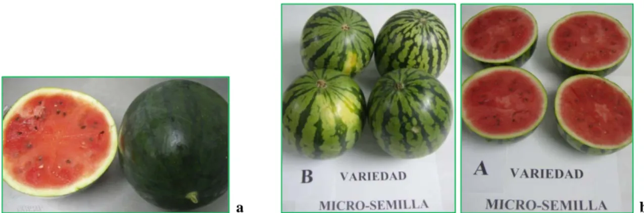 Figura 2 – Melancias diplóides (variedade Azabache escura lisa (a); variedade Microsemillas raiada (b))