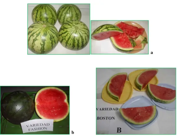 Figura 3 – Melancias triplóides (variedade Motril raiada (a); variedade Fashion escura lisa (b); variedade  Boston raiada (c))