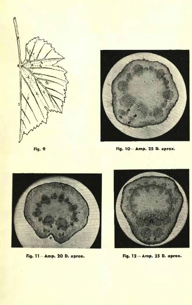 Fig. 10 —Amp. 25 D. aprox.