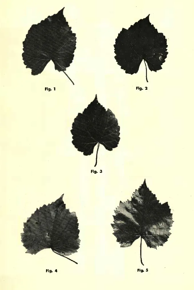 Fig. 4 Fig. 5