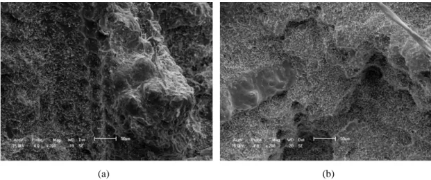 Figura 9: Micrografias obtidas por MEV dos compósitos obtidos em misturador interno: a) EB/20% CA; b) EB/30%