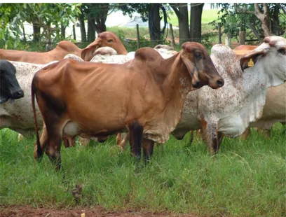 Figura 1.5: Vaca da raça Gyr. (Fonte: Fazenda Palma, Brasil). 