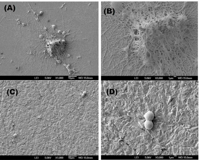 Figura 3: Micrografias MEV das superfícies do vidro e do polímero DGEG/IPD depois de um tempo de incubação  de 180 s com o sangue: A e B - (Vidro) e (C e D) - Polímero DGEG/IPD