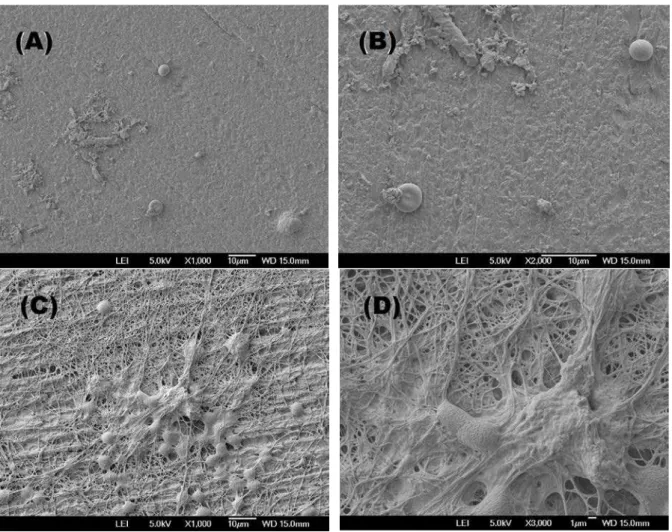 Figura 4:  Micrografias MEV das superfícies dos polímeros DGEG/3DCM e DGEG/D230 depois de um tempo de  incubação de 180 s com o sangue: (A e B) – Polímero DGEG/3DCM e (C e D) – Polímero DGEG/D230