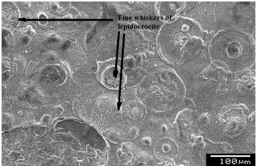 Figure 9: SEM micrographs for samples exposed at Port Louis after 0.2 year of exposure 