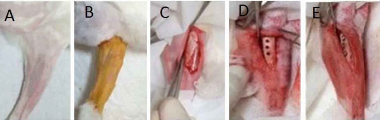 Figura 1: A) Face interna da pata do coelho após tricotomia; B) Antisepsia realizada na tíbia do coelho; C)  Exposição da tíbia como o auxílio da cureta Molt n° 4; D) Implantes instalados na tíbia do coelho; E) Preparos  realizados com a sequência de broca