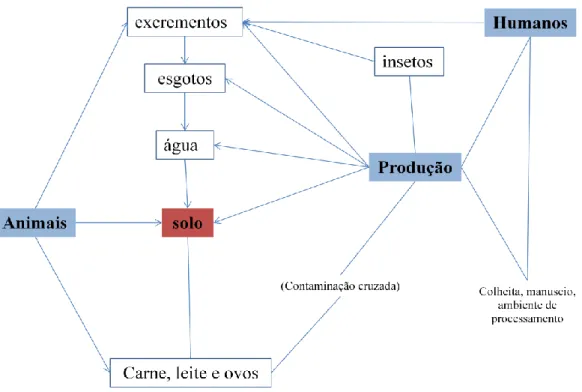 Figura  2 -  Mecanismos pelos quais as frutas e vegetais crus podem contaminar-se com microrganismos  patogénicos (Adaptado de Beuchat, 1996b e Beuchat, 1998) 