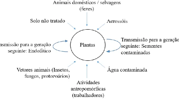 Figura 1.1. - Principais fontes de microrganismos patogénicos humanos em alimentos de origem vegetal  (adaptado de Quintas, 2011)