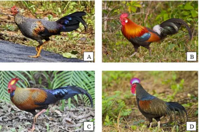 Figura 1: Fotografias de G. sonnerati (Grey Jungle Fowl - A), G. gallus (Red Jungle Fowl  - B), G