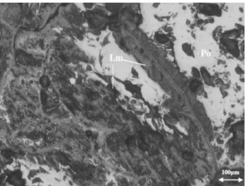 Figure  2:  Photomicrography  of  the  aggregate  containing  sulfides  extracted  from  the  CPII  at  28  days:  Pyrrhotite  (Po)  with intense oxidation to limonite (Lm) from the fractures