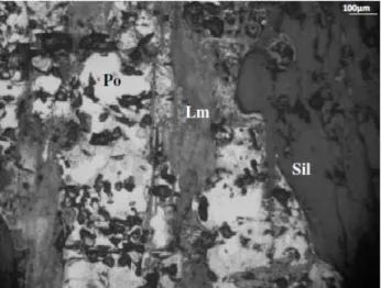 Figure 5: Photomicrography of the aggregate containing sulfides from the CP 40 at 90 days: Pyrrhotite (Po) changing to  marcasite and (Mc) and limonite (Lm)