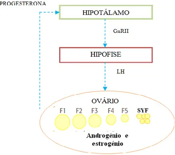 Figura  4  – Interações  hormonais  entre  o hipotálamo-hipófise anterior-ovário  que  resulta na  ovulação (Robinson &amp; Renema, 2003) 