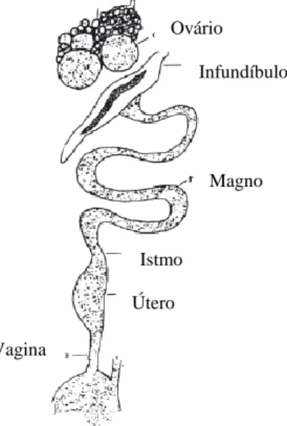 Figura  5  –  Órgãos  do  sistema  reprodutor  da  galinha  (Fonte: 