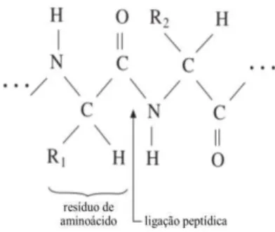 Figura 1: Estrutura química geral da proteína (adaptado de MORTON e HEARLE [4]). 