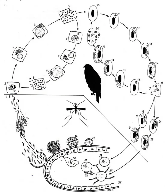 Figura  2.  Diagrama  representativo  do  ciclo  de  vida  de  Plasmodium  sp.  em  aves  de  rapina  (Fromont, 1993) 