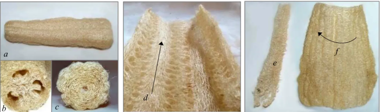 Figure 1: Matured and peeled fruit of luffa gourd, macrostructure and fiber orientation