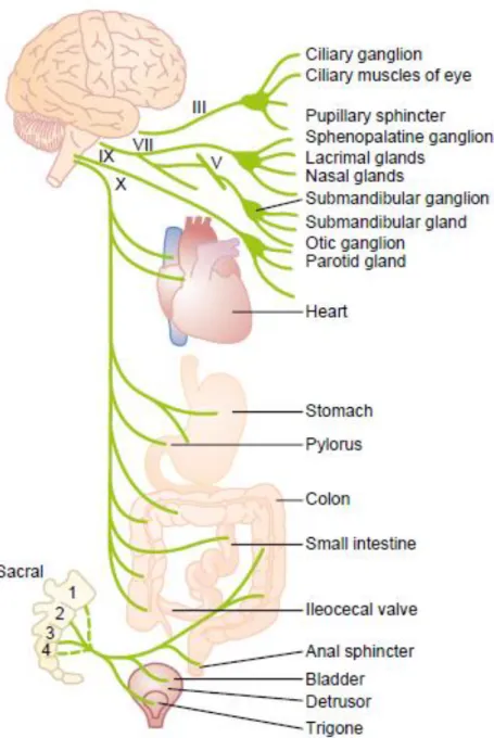 Figura  2  -  Neurônios  parassimpáticos  pré-ganglionares  e  pós-ganglionares.  Retirado  de  Guyton and Hall Textbook of Medical Physiology.(26)