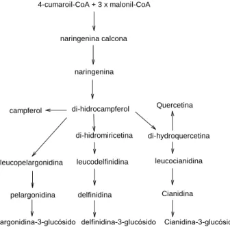 Figura 9. Segunda fase da biossíntese de antocianinas: as etapas específicas que levam à sua formação  (Adaptado de Aza-González et al., 2012).