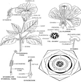 Figura 10. Esquema representativo de todos os órgãos vegetativos do Hibiscus rosa-sinensis L