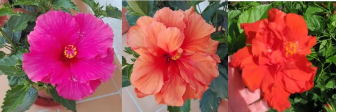 Figura 11. Três variedades de Hibiscus rosa-sinensis L. utilizadas no ensaio: cor rosa (esquerda),  laranja (centro), e vermelha (direita)