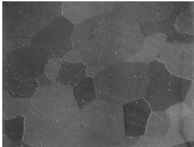 Figure 8.  Corroded surface of alloy 5 after 150 min test in 0.5 M H 2 SO 4 . Ferrite grains with Fe 2 Nb intermetallic precipitates around inclusions.