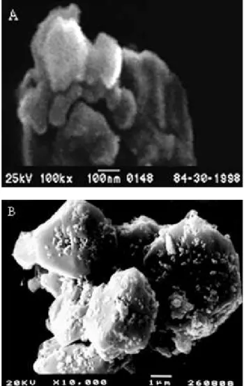 Figure 1. SEM micrographs obtained for: a) NM particles, b) NM-lead oxalate co-precipitate.