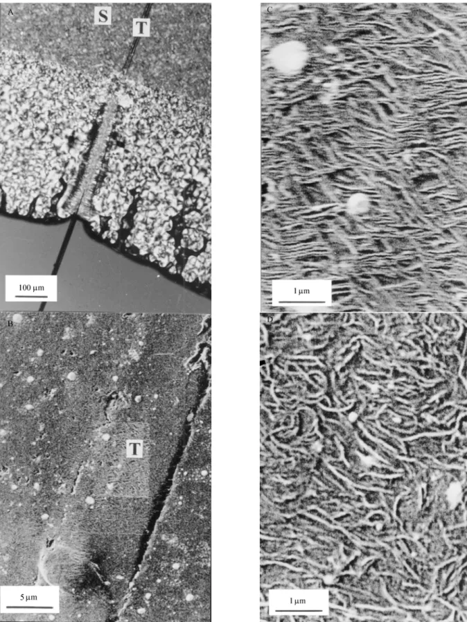 Figure 5. Detection of transcrystallization in the low voltage scanning electron microscope (LVSEM)