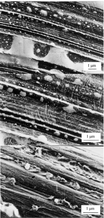 Figure 9. Top view of initial transcrystalline HDPE matrix lamellae from region S 2  (see Fig