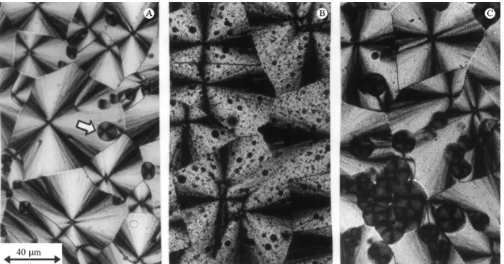 Figure 1 shows the morphologies presented by the samples of (a) pure PVDF and of the blends containing POMA-EB (b) and POMA-TSA (c), crystallized at 155 °C.