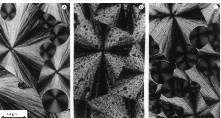 Figure 2. Optical micrographs of the morphologies presented by the samples of (a) pure PVDF and of the blends (PVDF/POMA composition = 98/2) with POMA-EB (b) and POMA-TSA (c), crystallized at 165 °C.