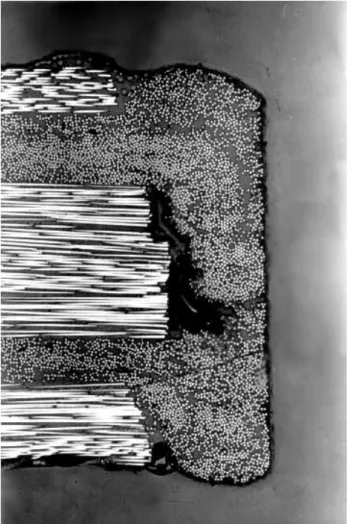 Figure 6.  Micrograph of the cross section of a [90/0/90] S  laminate with molded edge (100 X).