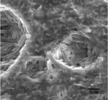 Figure 2. SEM microstructure of the external surface of a pellet of 3.0 mol% Y 2 O 3  doped 3:2 mullite composition fired at 1600 °C for 3.0 h.