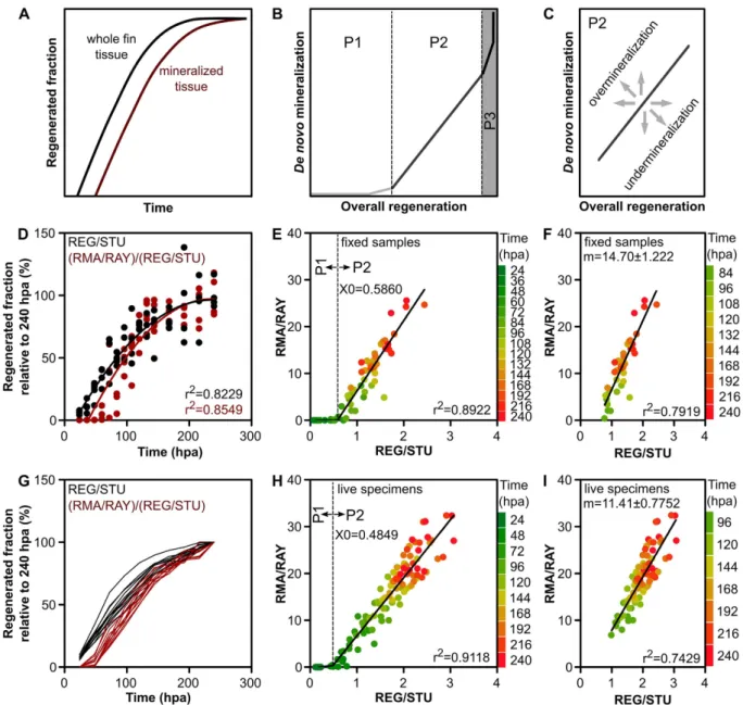 Figure 4.  Time-course of caudal fin tissue regeneration and mineralization and correlation between the  two processes