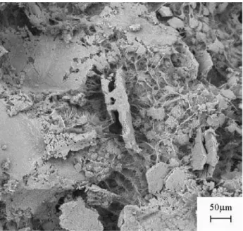 Figure 13.  SEM micrograph of the aggregate/paste interface in the (J) samples (CPI-S-32 cement/5% bottom ash/sand) after 28 days of aging.