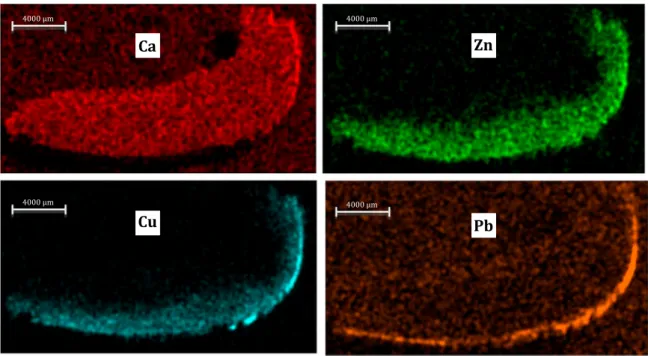 Fig. 6. Calcium, zinc, copper and lead mapping obtained using the m-EDXRF system for a tibia transversal cross section of individual #37.