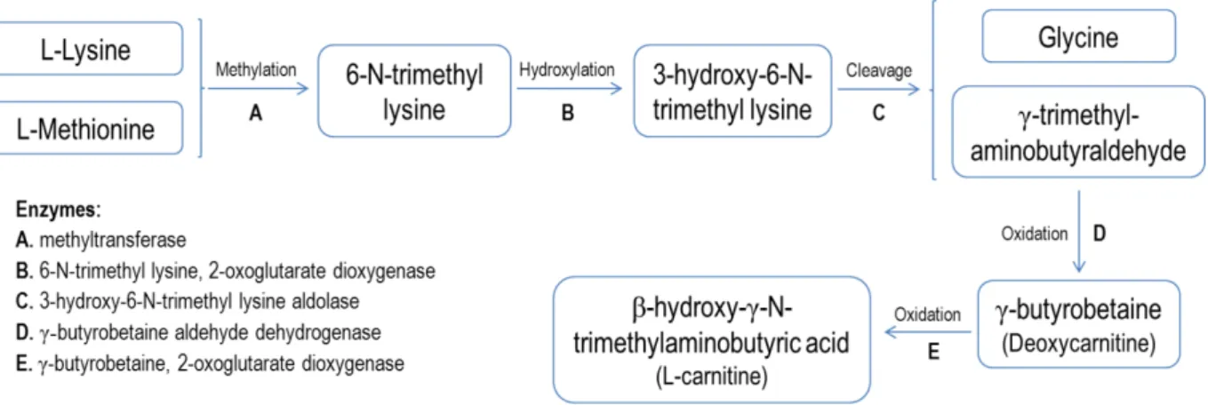 Figure 1.2 – Schematic representation of LC biosynthesis 