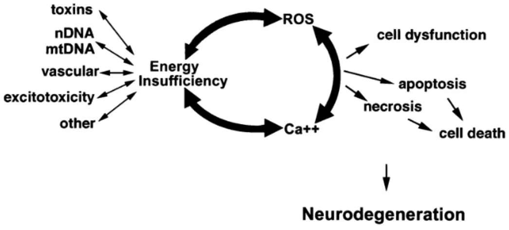 Figure 1.5 – The mitochondrial spiral. Energy impairments, changes in calcium homeostasis and  excessive  ROS  production  interact  with  in  mitochondria