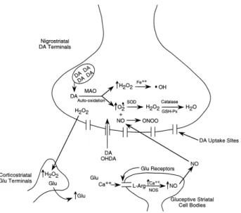 Figure 1.6 – Free radical production from catecholamines breakdown and autoxidation and  glutamate receptors