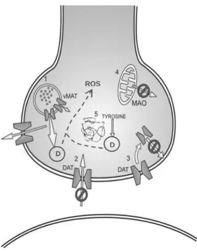 Figure 1.8 – Mechanisms through which METH increases synaptic levels of catecholamines