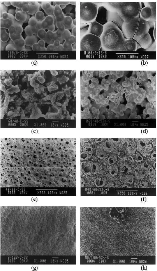 Figure 8. Electron micrographs of upper surfaces of PLLA/PHBV blends of different compositions and submitted to different degradation periods: 100/0 (a), 60/40 (c), 40/60 (e) and 0/100 (g), t = 0 weeks; 100/0 (b), t = 16 weeks; 60/40 (d), 40/60 (f) and 0/1