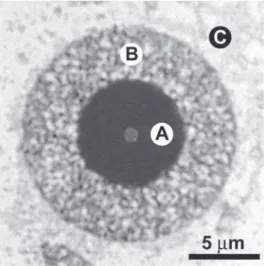 Figure 2. SEM microscopy of transversal polished fiber showing the ceramic phase (white) and the metal phase (dark) with the  co-continuous morphology.