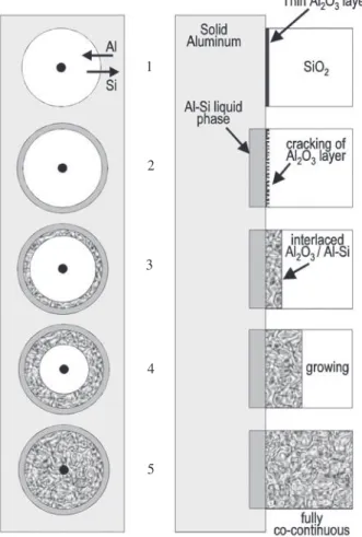 Figure 7. Schematic model of the changes observed in the fiber microstructure during the heat treatment showing the 5 steps that explain the evolution with time of co-continuous morphology.