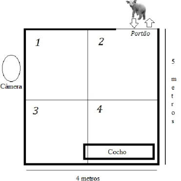 Figura 2.1. Desenho esquemático da baia de experimentos com divisão hipotética desenhada  para analisar local de preferência dos animais durante os testes