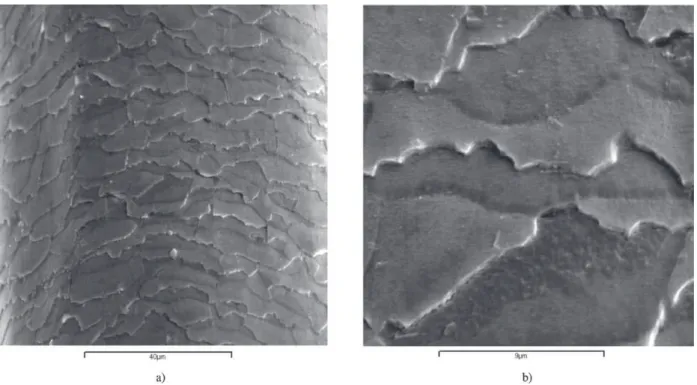 Figure 3. Images obtained by SEM of bleached hair treated with a polyquaternium 7 solution