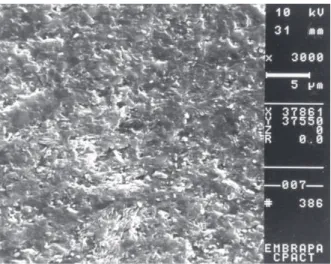 Figure 4. SEM micrography of Artglass surface after 90 days of aging (SEM original magnification 10000×).