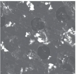 Figure 5. SEM micrograph of PMMA/BG composite after im- im-mersion in SBF for 20 h. Magnification: 100×.