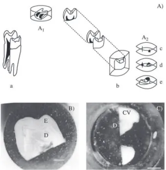 Figure 3 shows some of the main indentation irregulari- irregulari-ties produced in human teeth when some experimental  pa-rameters are not adequate; they are an indication that the sample preparation method, or the load, and/or the position of the indenta