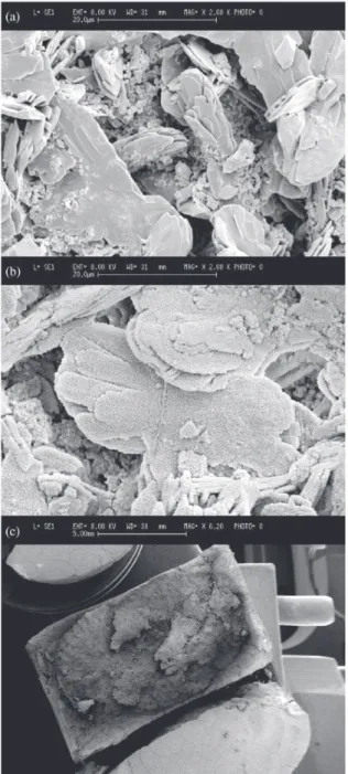 Figure 6. SEM micrographs of the fracture surface of cement: