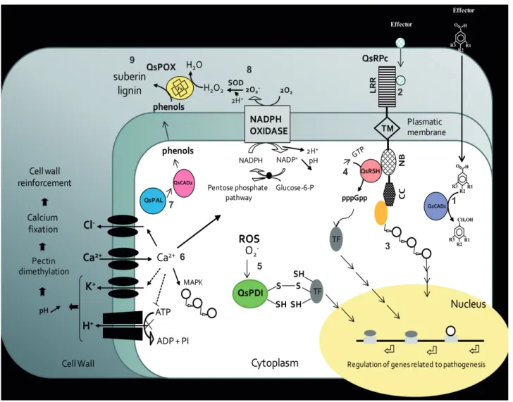 FIGURE 2: Hypothetical molecular mechanism model. Cellular events: 